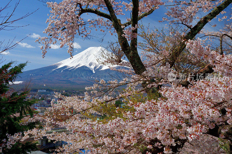 富士山和樱花:从荒山森根公园，富士吉田