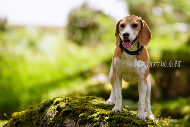 小猎犬号