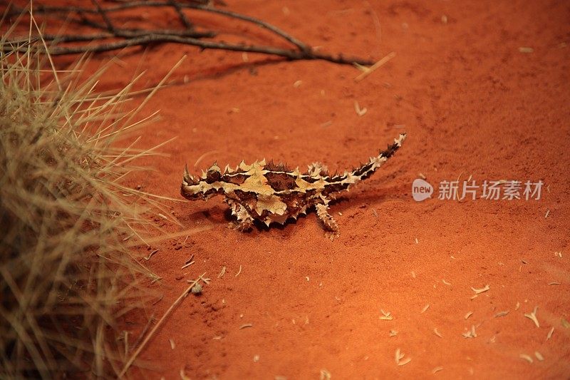 在澳大利亚中部内陆的红色沙漠沙地上，多刺的魔鬼(摩洛克恐怖)蜥蜴。