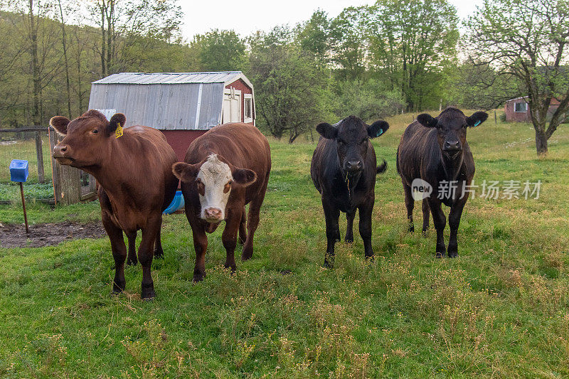 四头牛在牲口棚里吃草