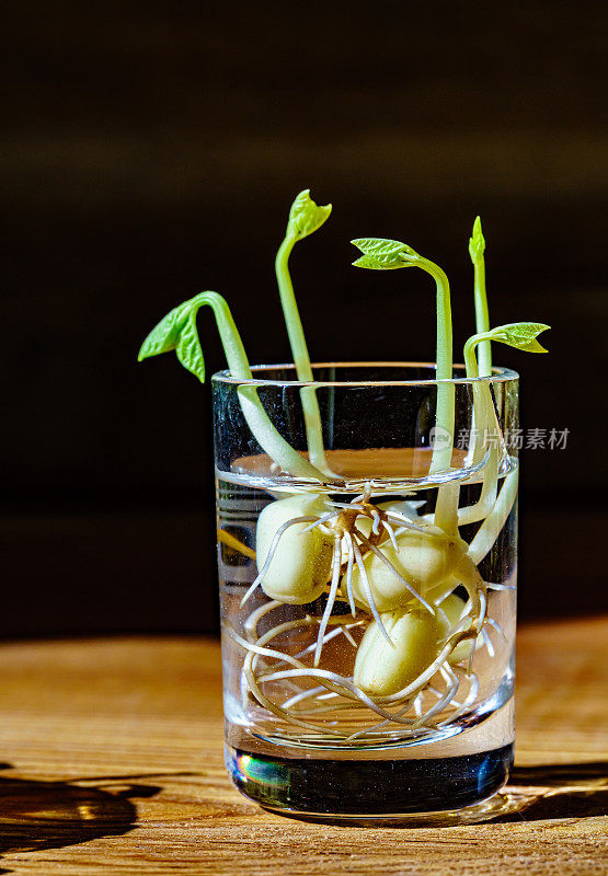 绿芽。植物播种和生长的步骤。绿色豆芽。花瓶内的绿叶植物