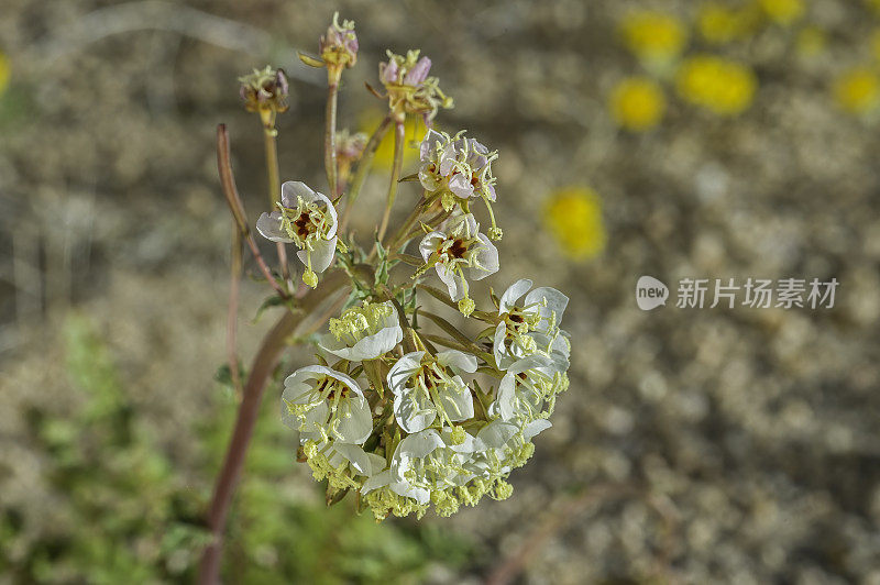 棒状乳糜草是一种被称为褐眼樱草花或褐眼樱草花的野花，发现于加利福尼亚州约书亚树国家公园。柳叶菜科。