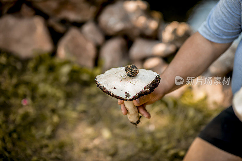 黑松露配食用蘑菇