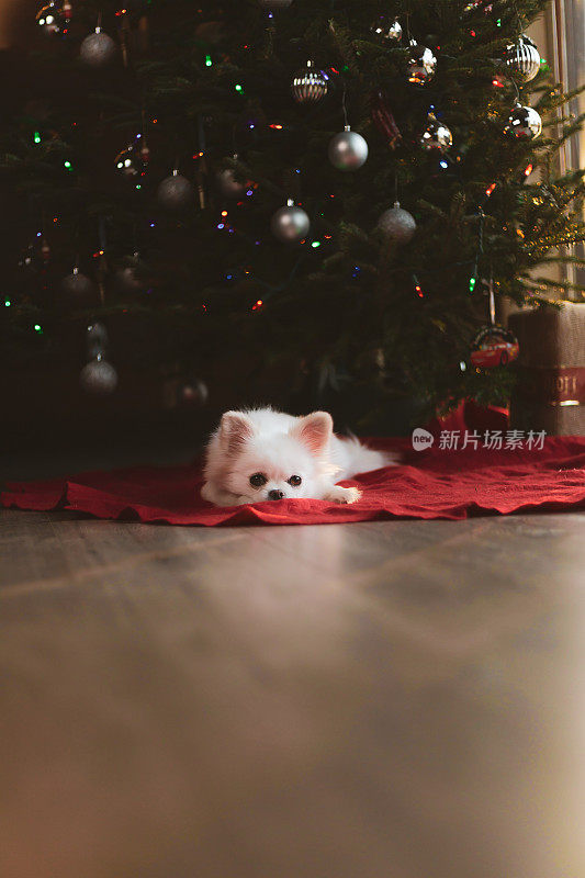 狗长毛吉娃娃躺在圣诞树的背景