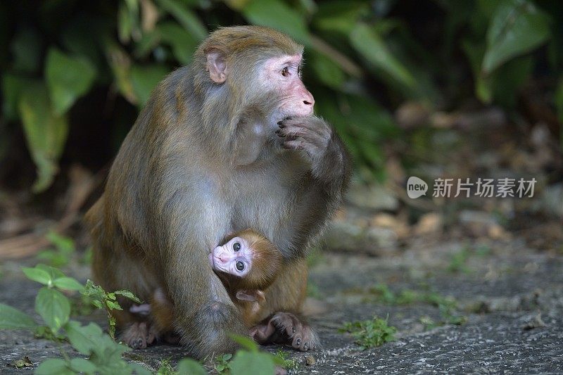 小猴子在妈妈的怀里