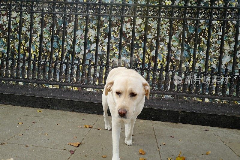 伦敦人行道上的拉布拉多寻回犬