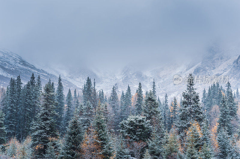 森林和树木景观纹理背景，色彩斑斓的自然景观风景亚丁，香格里拉，中国，西藏山区的秋天