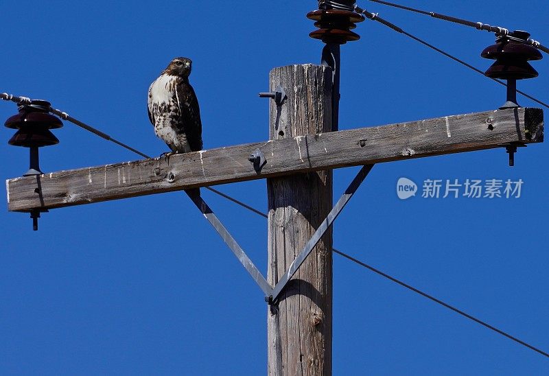 蓝天下栖息在木柱上的鸟的低角度视图