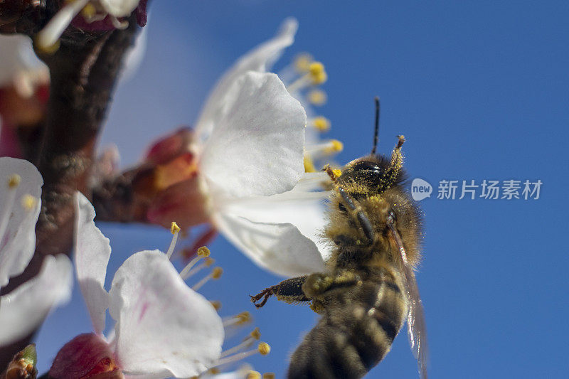 蜜蜂，花，昆虫，白色，蜂蜜，宏观，自然，花粉，特写，花园，春天，苍蝇，动物，黄色，花朵，植物，夏天，起来，收集，紫色，接近，五颜六色，花，绿色，蜜蜂，叶子，花蜜，花瓣，授粉，特写，微距摄影