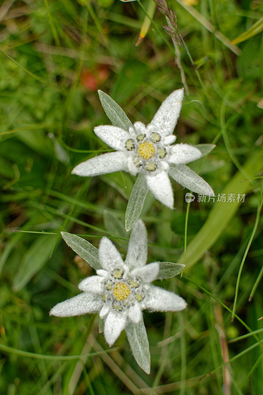 雪绒花