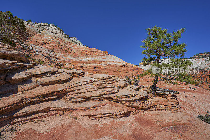 美国犹他州南部锡安国家公园著名的峡谷和红崖