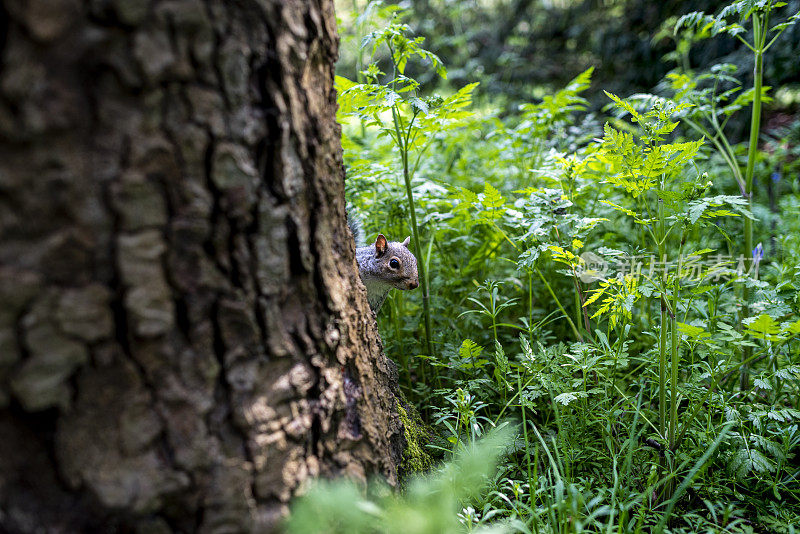 森林里的灰松鼠。