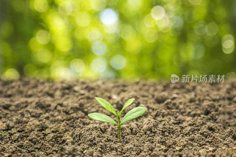 商业成长理念:在中性背景下种植树木，特写新鲜的绿色植物