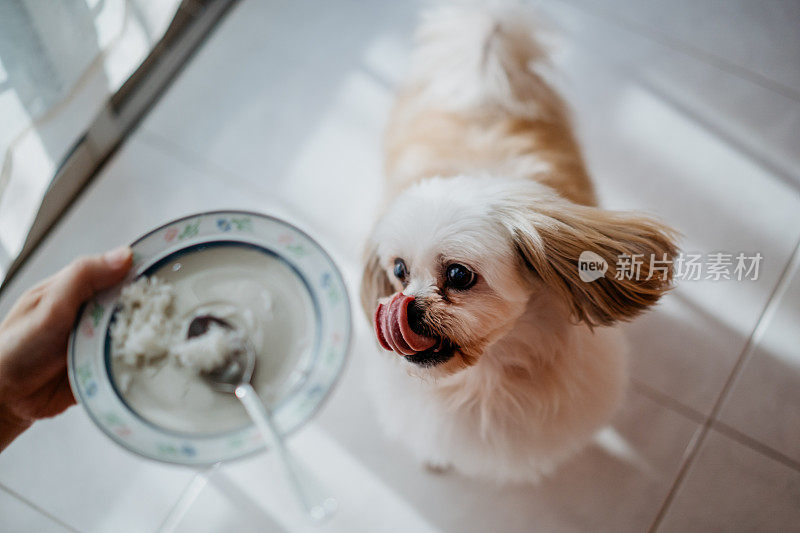 等待喂食的狗