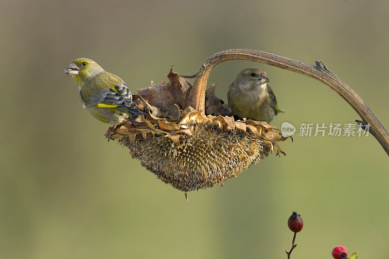 向日葵上的两只绿雀