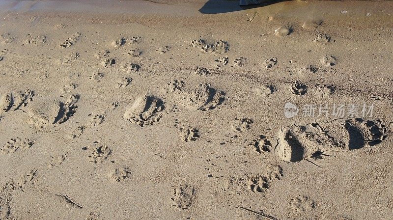 沙滩上熊的足迹，河流上动物的足迹