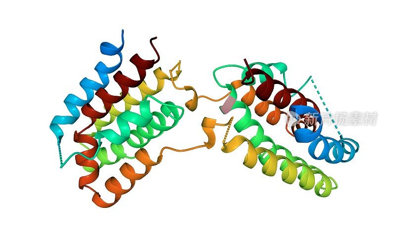 人白细胞介素-10同型二聚体的结构