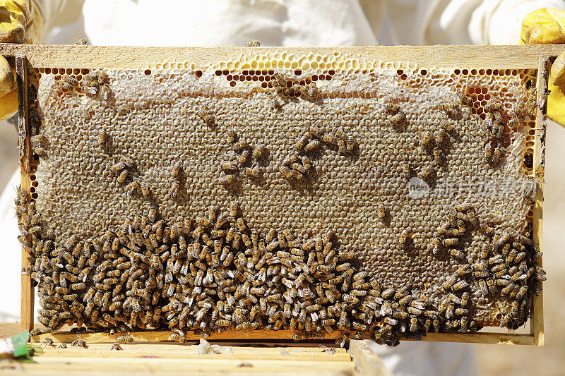 在养蜂人的手中装满蜂蜜的蜂巢