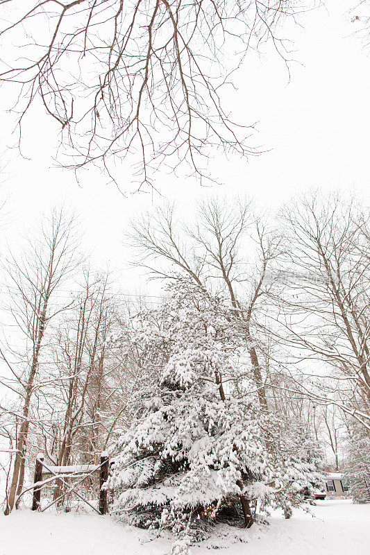 2020年，俄亥俄州杰克逊的圣诞冬日仙境里的雪树，在家里过一个舒适的白色圣诞节