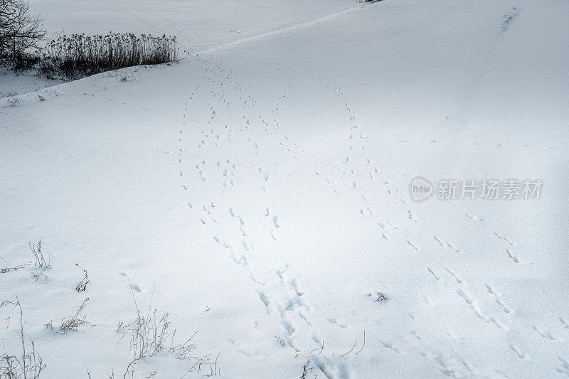 雪中有动物的痕迹