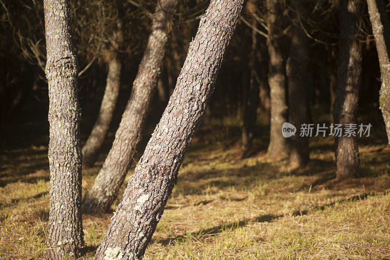 阳光下美丽的松树树干