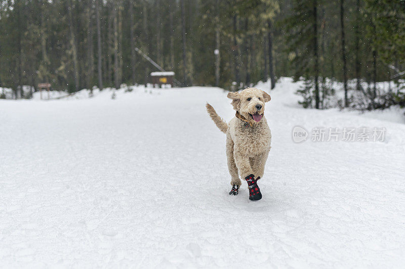 快乐的金色狮子狗在雪中玩耍