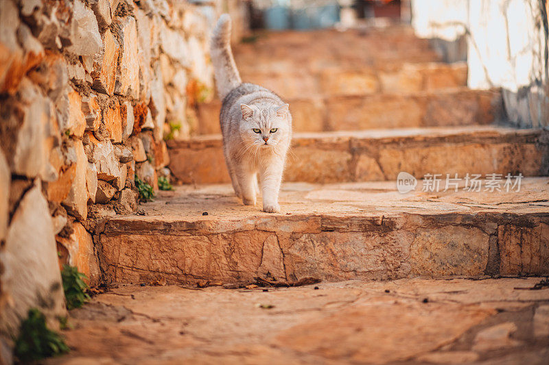 走下花园楼梯的猫