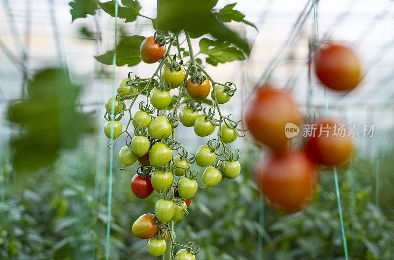 在温室中生长的有机新鲜樱桃番茄