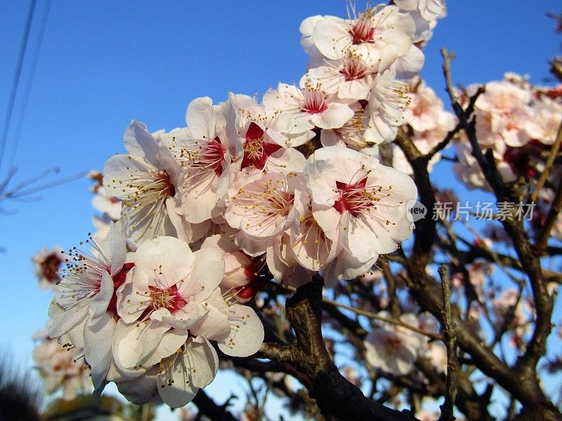 日本。3月。梅花在夕阳下绽放。