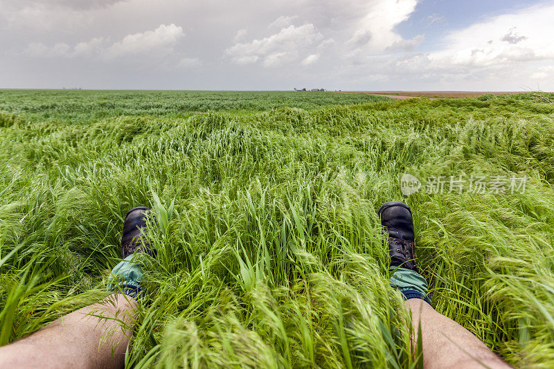 躺在绿色的麦田里，看着狂风暴雨