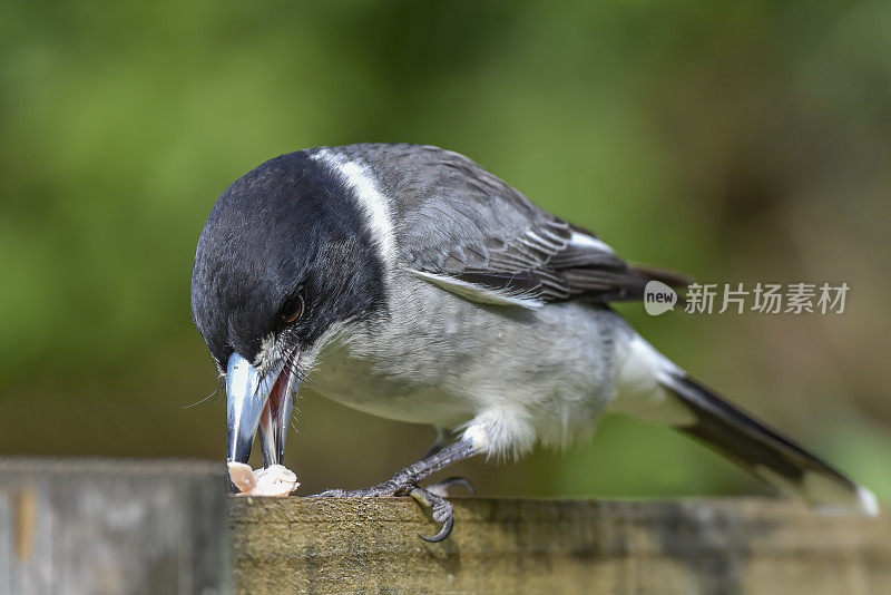 灰伯劳鸟