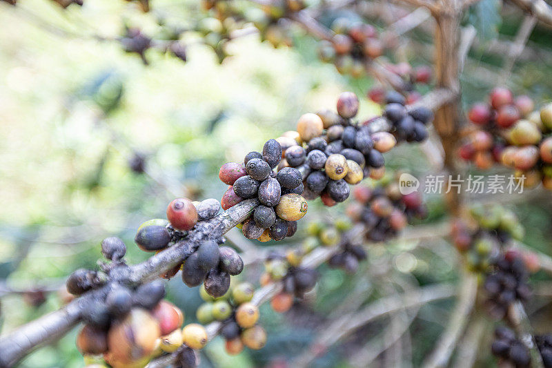 农场咖啡叶病害研究。咖啡种植，薄膜颗粒过滤效果。农民收割罗布斯塔和阿拉比卡咖啡浆果，工人收获阿拉比卡咖啡。