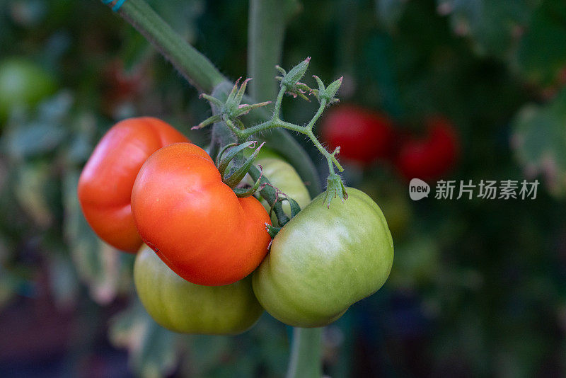 蔬菜园植物枝条上的番茄