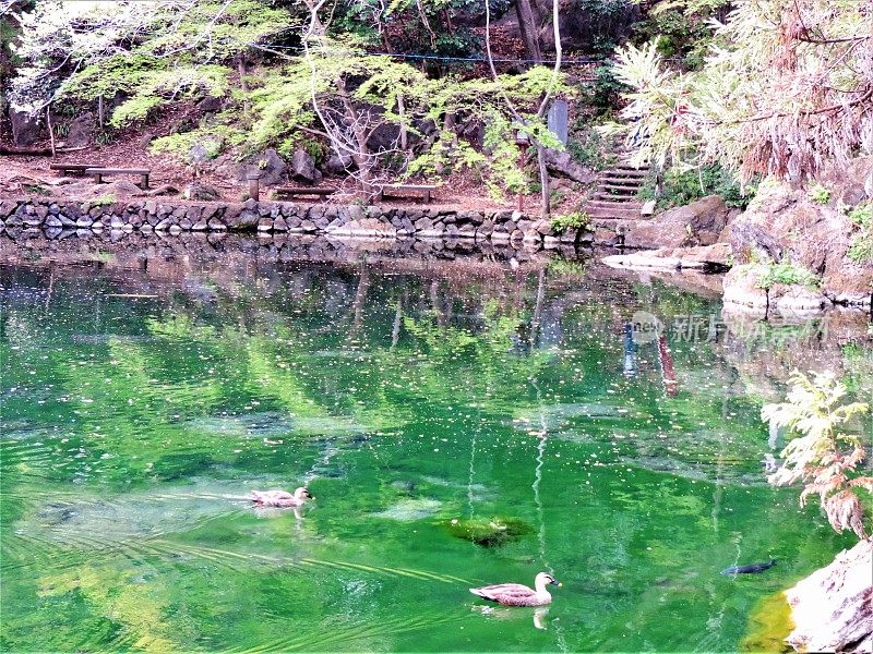 日本。4月。日本传统的鲤鱼池塘。