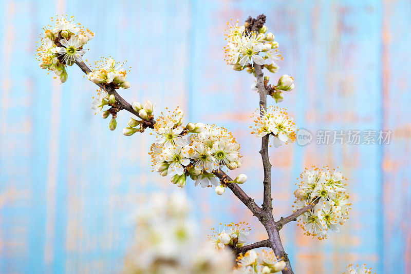 春天的花朵-黑刺李树在桌子上的玻璃