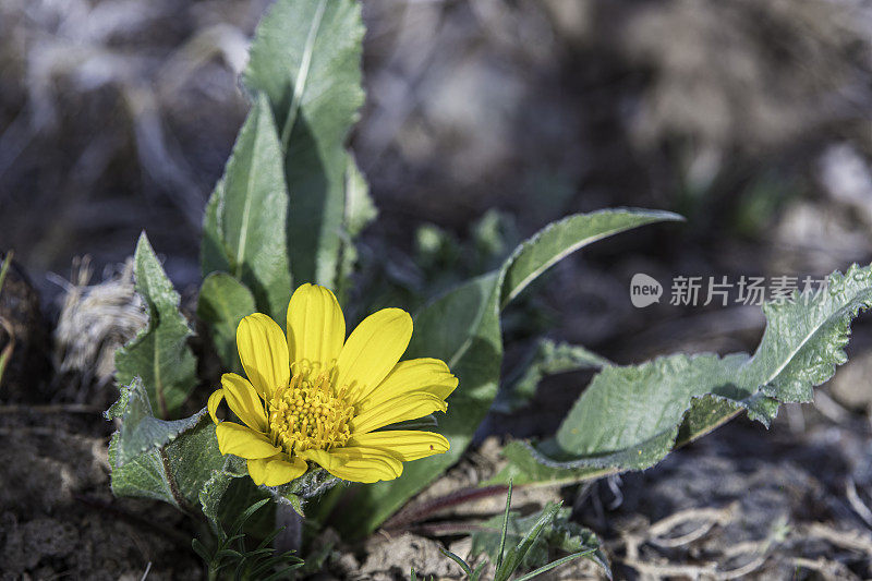 矢状香是一种北美开花植物，属紫菀科葵花族，俗称箭叶香根。马勒尔国家野生动物保护区，俄勒冈州。菊科。