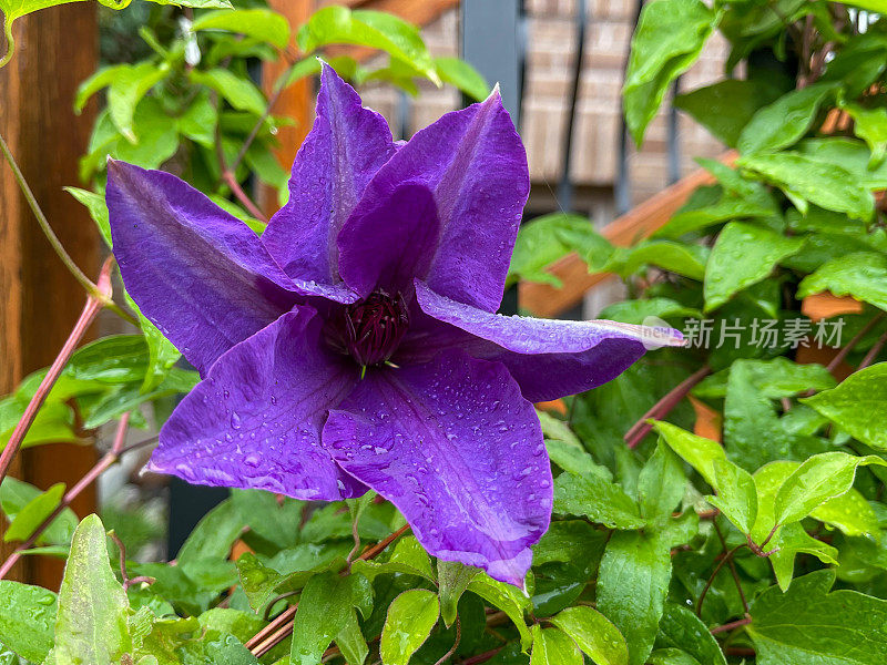 铁线莲在院子里开花，带着雨滴