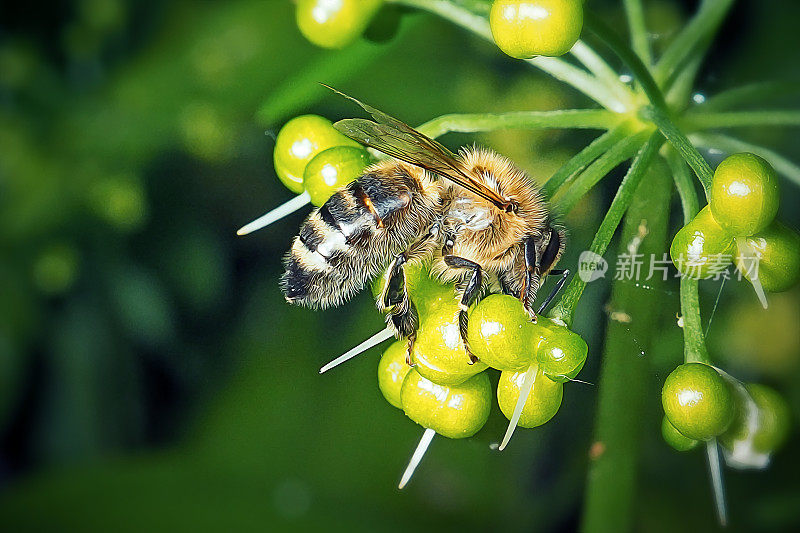 西方蜜蜂昆虫