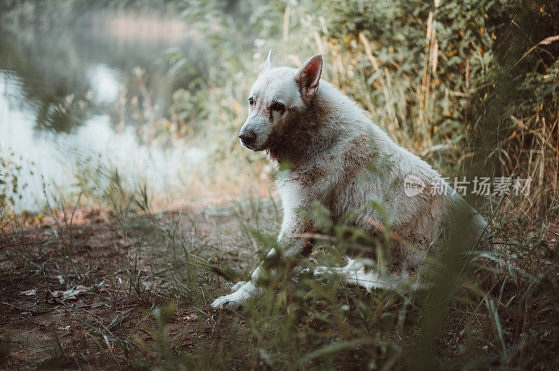 一只巨大的白色瑞士牧羊犬脏兮兮地坐在湖边