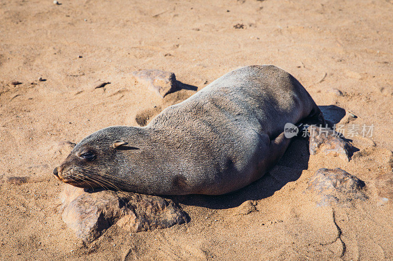纳米比亚克罗斯角野生动物保护区的南非海狗