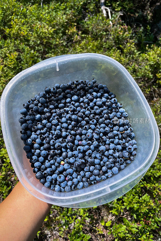 采摘野生蓝莓-在加拿大安大略省北部荒野的户外生存
