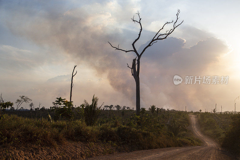 在亚马逊森林中砍伐森林和焚烧农村财产