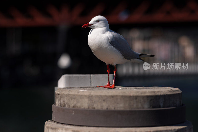 海鸥在海边休息