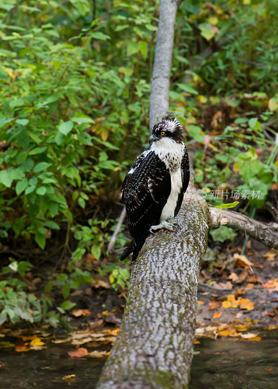 加拿大安大略省南部，鲑鱼洄游期间，鱼鹰栖息在小溪上的树干上