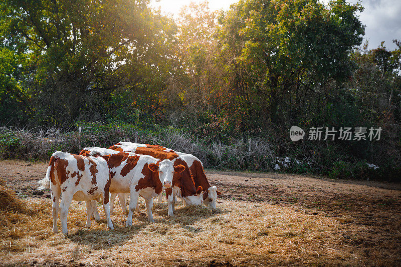 一群美丽的奶牛在日落时分的法国草地上吃草