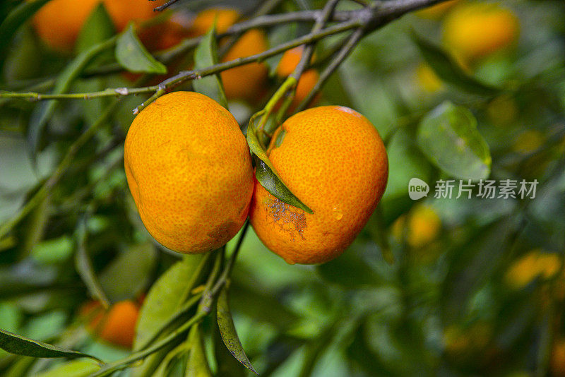 枝头挂着成熟的橘子