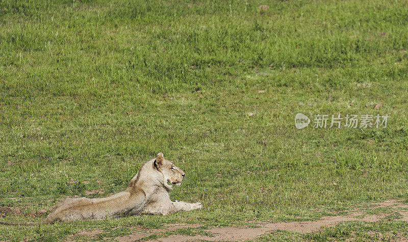 野生的年轻雄狮在夏天在美丽的兰斯堡国家公园，南非