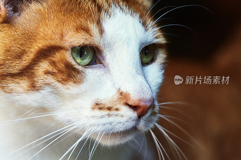 美丽可爱的姜黄色猫的脸户外特写镜头