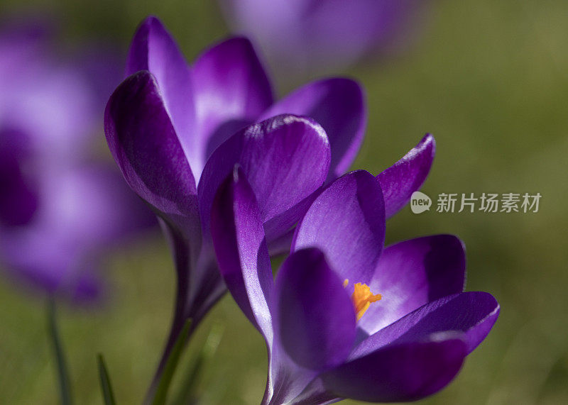 在春天盛开的藏红花，曼联