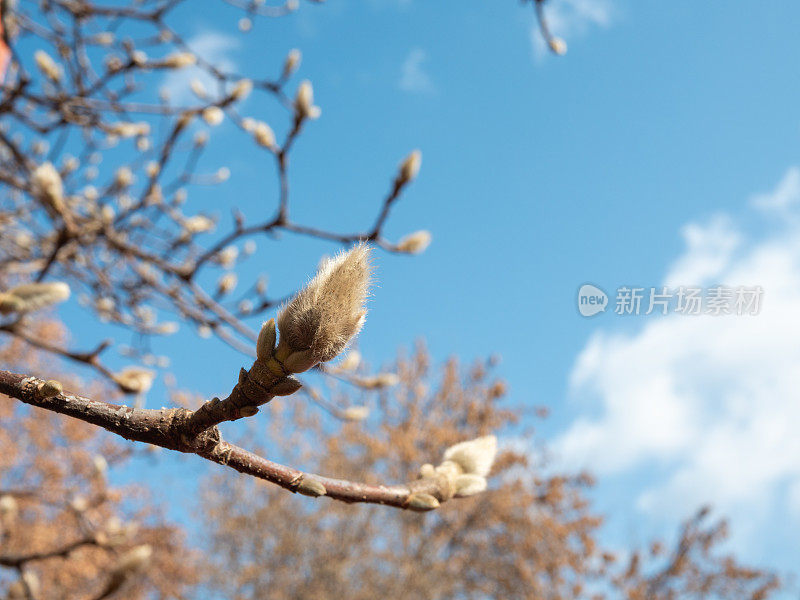 春天木兰芽